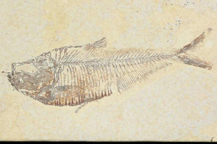 Bargain, Diplomystus Fossil Fish - Wyoming #126001